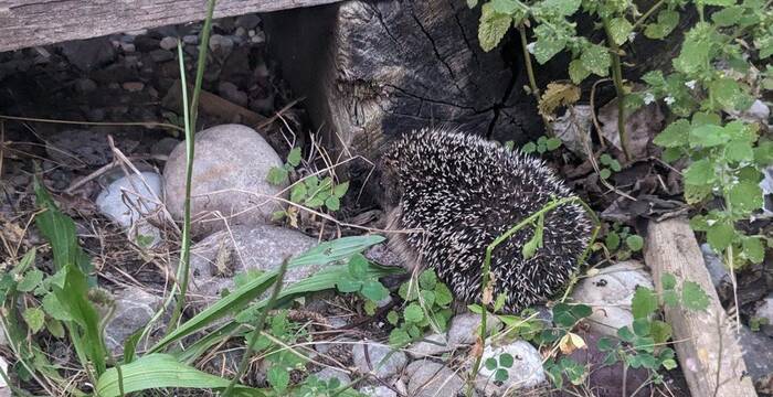 Igel im Garten