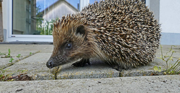 Igel auf einer Veranda